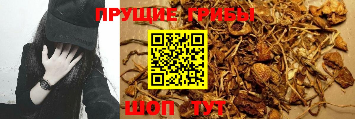 Галлюциногенные грибы Psilocybe  Вход с VPN  Барнаул 